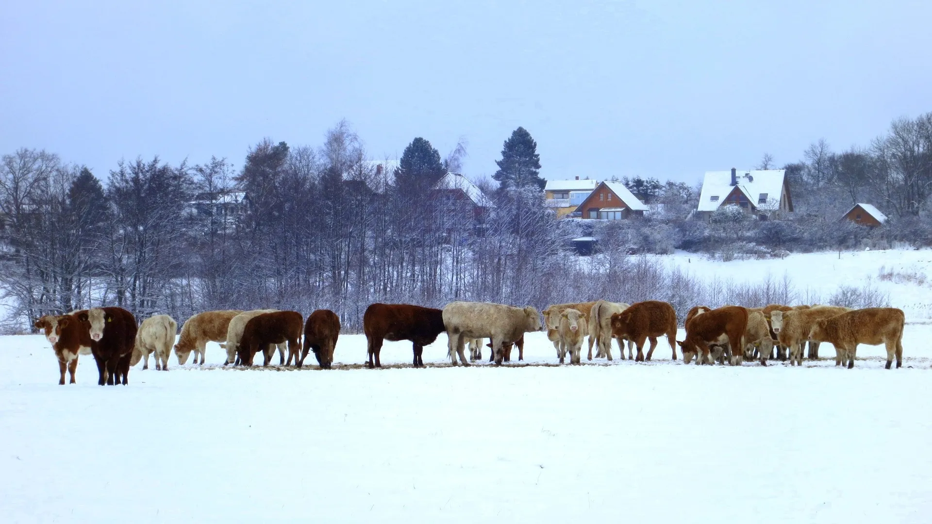 Атырауда мүйізді ірі қарадан қотыр шықты