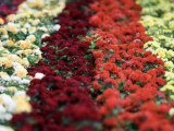Қазақстанға гүл қай елдерден жеткізіледі