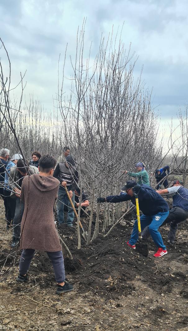 Тегін көшет таратты