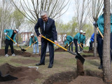 Президент «Жастар» саябағында ағаш екті