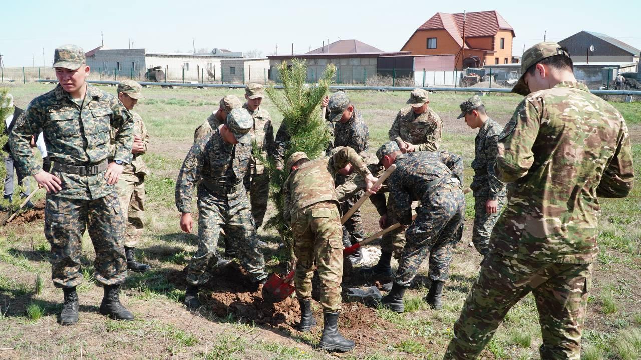 Ақмолада жыл басынан бері 2,3 миллион дана көшет отырғызылды