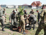 Ақмолада жыл басынан бері 2,3 миллион дана көшет отырғызылды