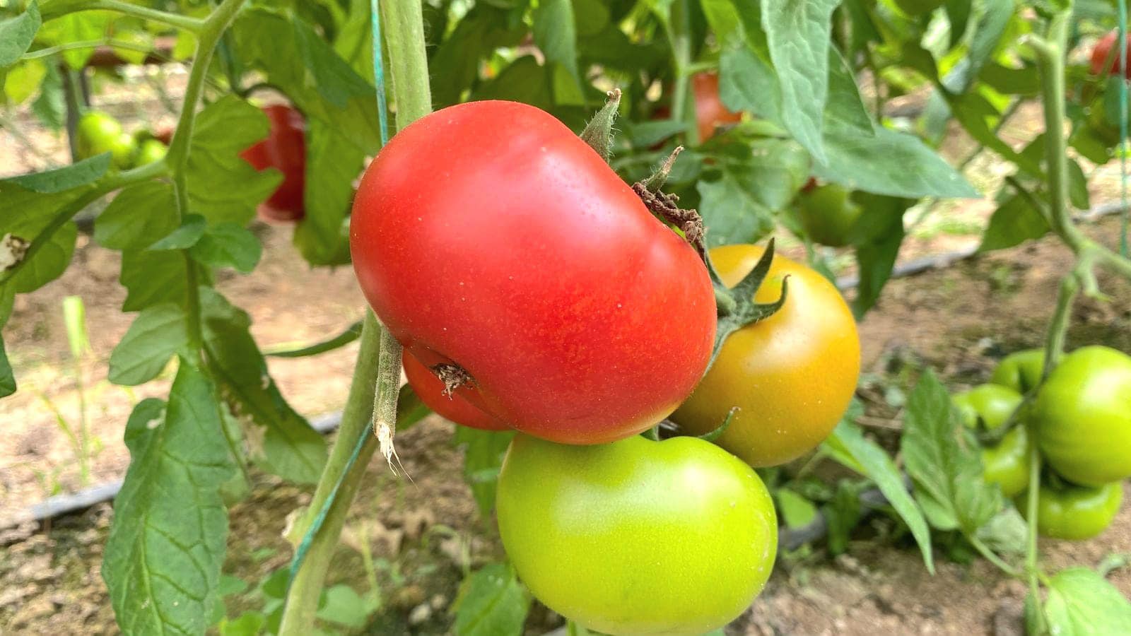 10 млн табысқа шықты: Жетісайлық шаруа бір алқаптан жылына 2 өнім алып отыр