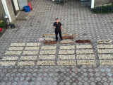 3 мыңнан астам топай асық жинаған ақтөбелік Қазақстан рекордттар кітабына енді