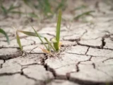 Депутат Түркістан облысында төтенше жағдай  жариялауды ұсынды