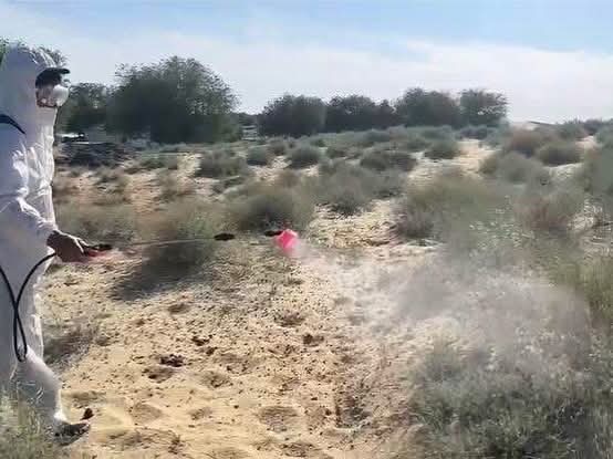 Аралда шегірткеге қарсы улау жұмысы күшейтілді