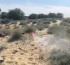 Аралда шегірткеге қарсы улау жұмысы күшейтілді