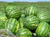 Жетісайлық диқандар қарбыздың алғашқы өнімін жинады