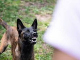 Алматы облысында  он жастағы баланы ит талаған