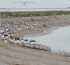 Атыраудағы «Ақжайық» резерватында құстардың өлексесі табылды
