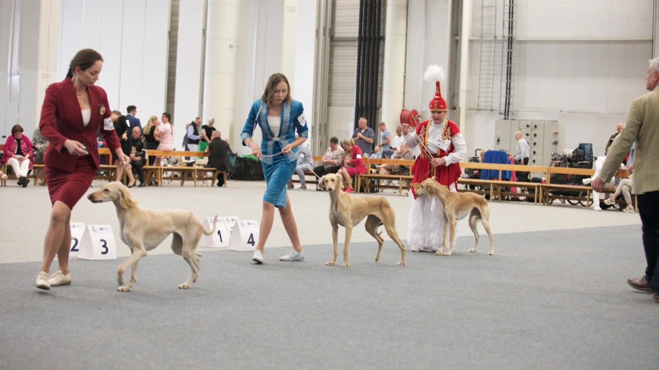 Еуропада топ жарды текті тазы