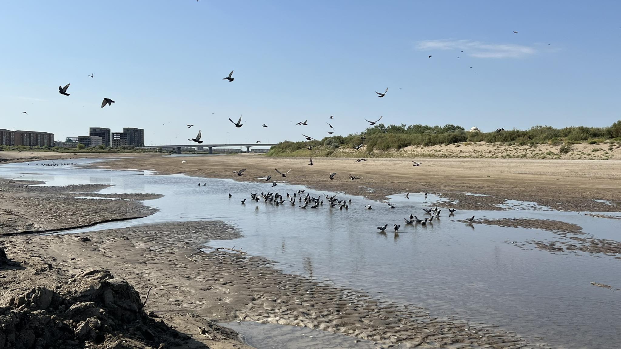 «Күрішті көбейтеміз» деп Аралды құрғатып алмаймыз ба?
