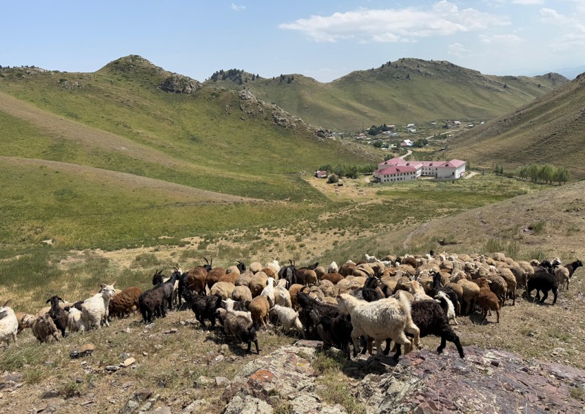 Мал азығы мазалап тұр