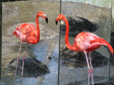 Айна алдындағы фламинго