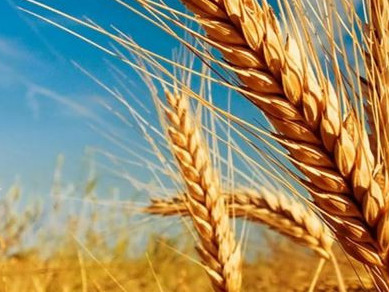 Елімізде 20 млн тоннаға жуық астық бастырылды
