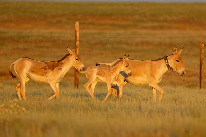 Қызыл кітапқа енген құландар табиғатқа жіберілді