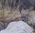Cирек кездесетін аң бейнежазбаға ілінді