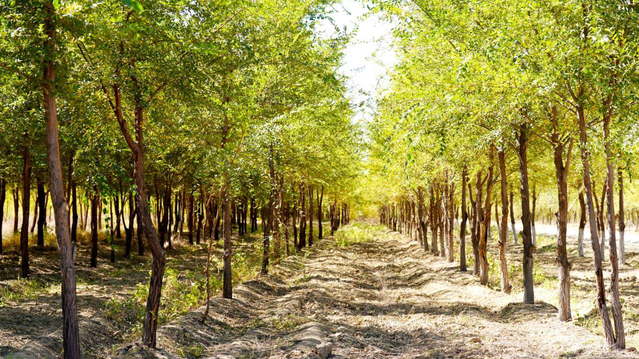 «Жасыл белдеу» жайқалып келеді