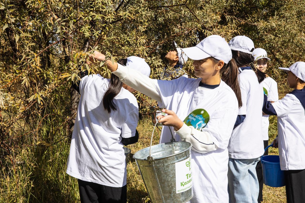 Жиде мен шырша тұқымы жиналды