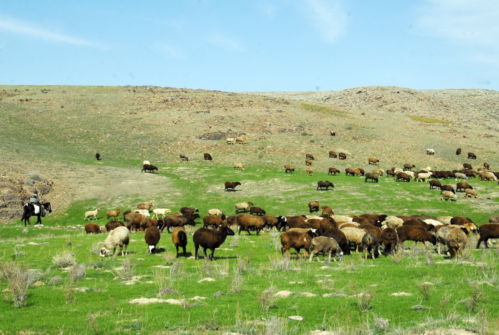 51 мың гектар алқап қайтарылды