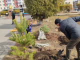 Арқалықта ағаш отырғызу акциясы өтті