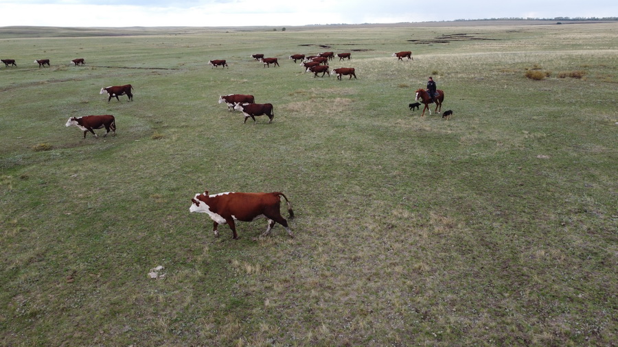 Қуаңшылық қысып, көтерем мал көбейді