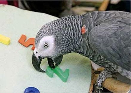 Ақылды тотықұс