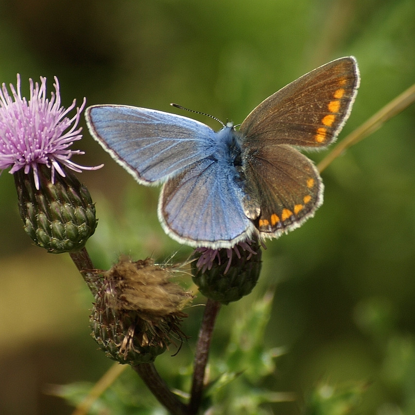 Сирек құбылыс