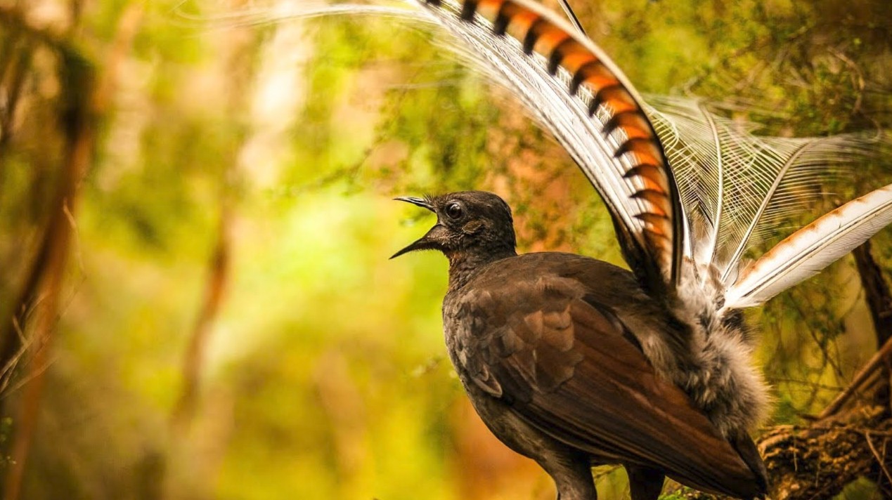 Ормандағы пародист