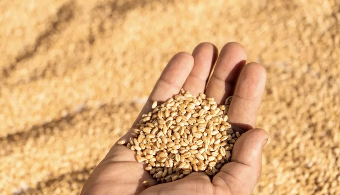 Дәнді дақылдарды жинау науқаны қалай өтті: Министр мәлімдеме жасады