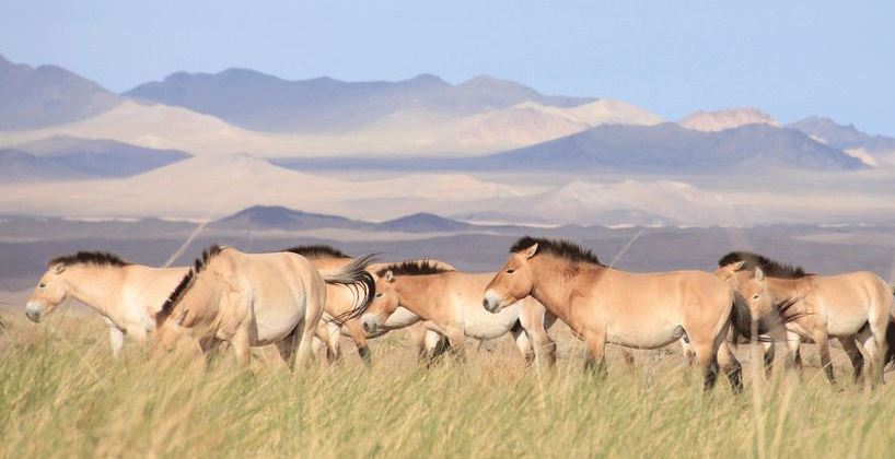 Қазақ даласына канша Пржевальский жылқысы жеткізілді?