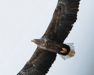 Құстардың қимылын қалт жібермейді