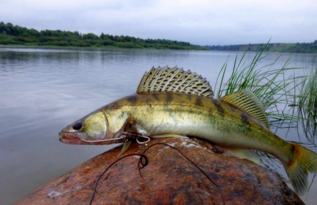 75 тоннадан астам балық Еуропаға заңсыз экспортталған