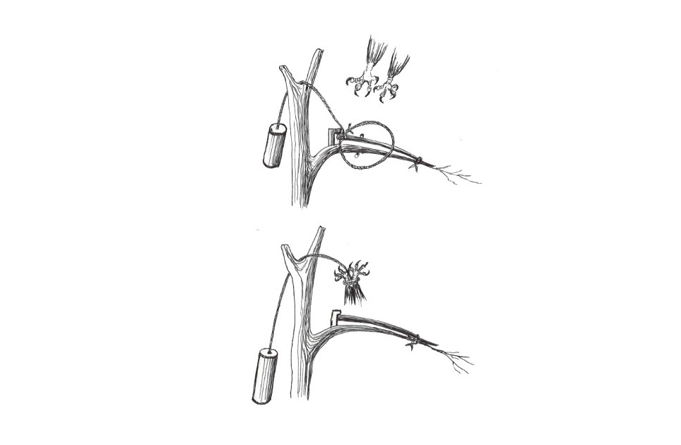 Шаппа тұзақпен бүркіт ұстау