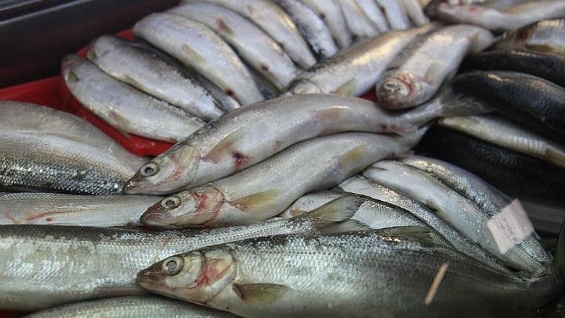 Қызылордада браконьерлікке қатысты 105 құқық бұзушылықты анықтады