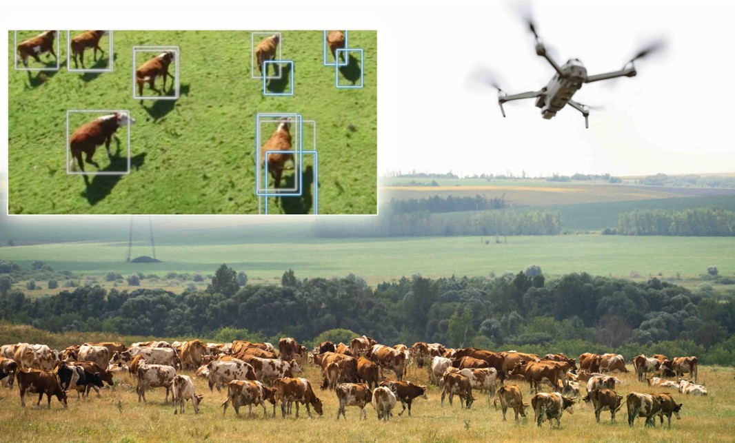 Дронмен мал бағып, GPS-пен бақылайды