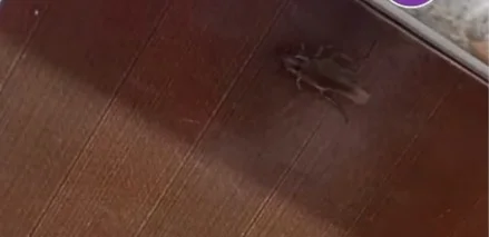 Алматыда тарақандар өріп жүрген балабақша жабылды