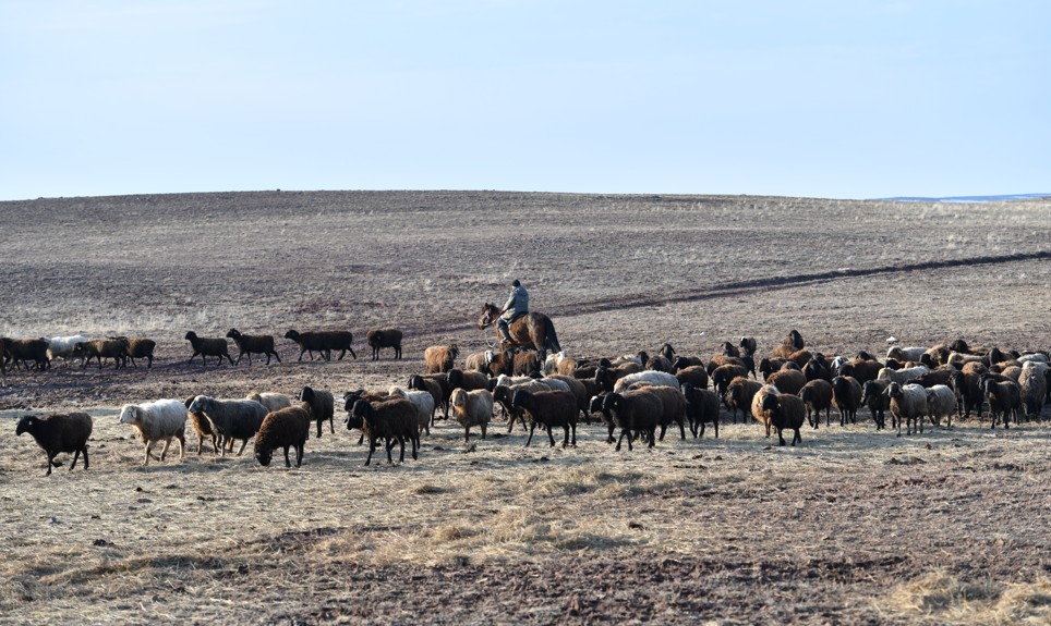 Жайылым тарылып барады