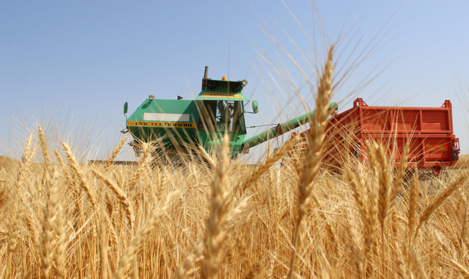 Биыл рекордтық астық жиналды