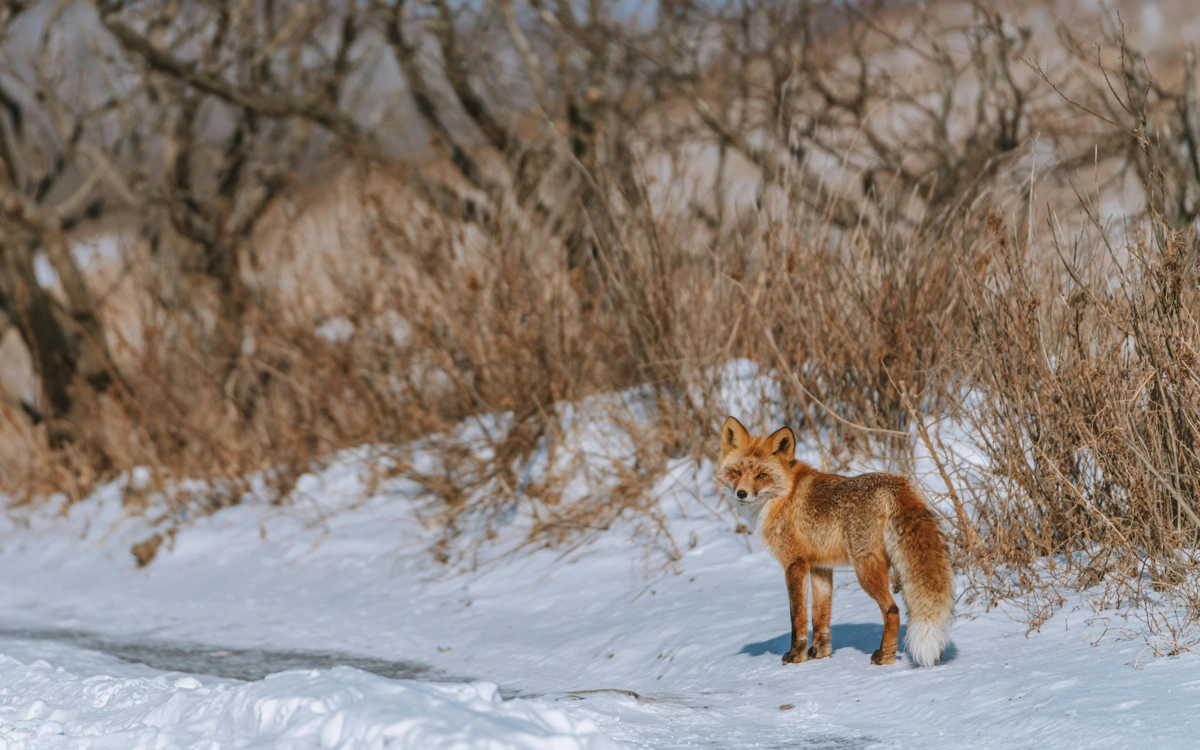 Маңғыстауда түлкі оқушыларға шабуыл жасап, жарақаттады