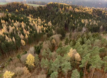 Соңғы 10 жылда орман көлемін арттырған 10 ел