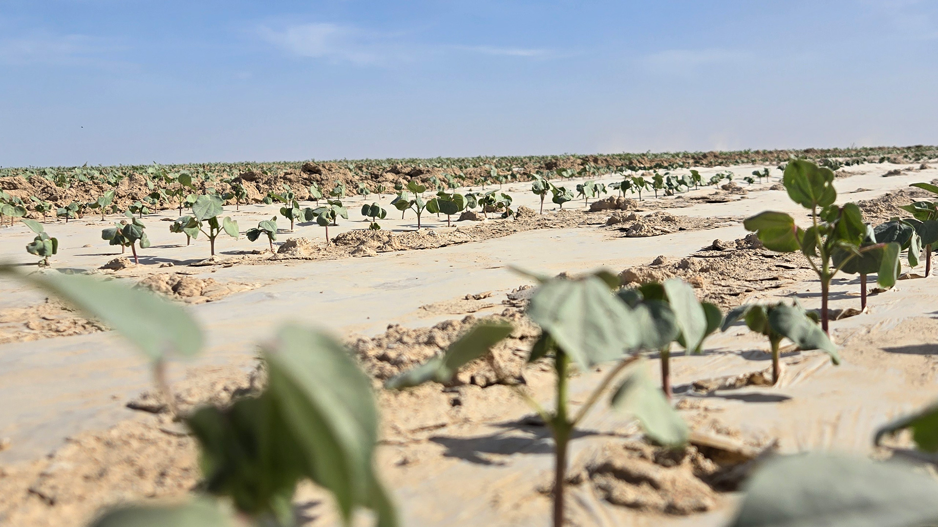 Ауқымды кластер құрылады