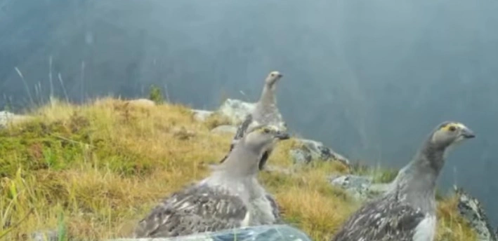 Катонқарағай табиғи паркінде сирек кездесетін құс фототұзаққа түсіп қалды