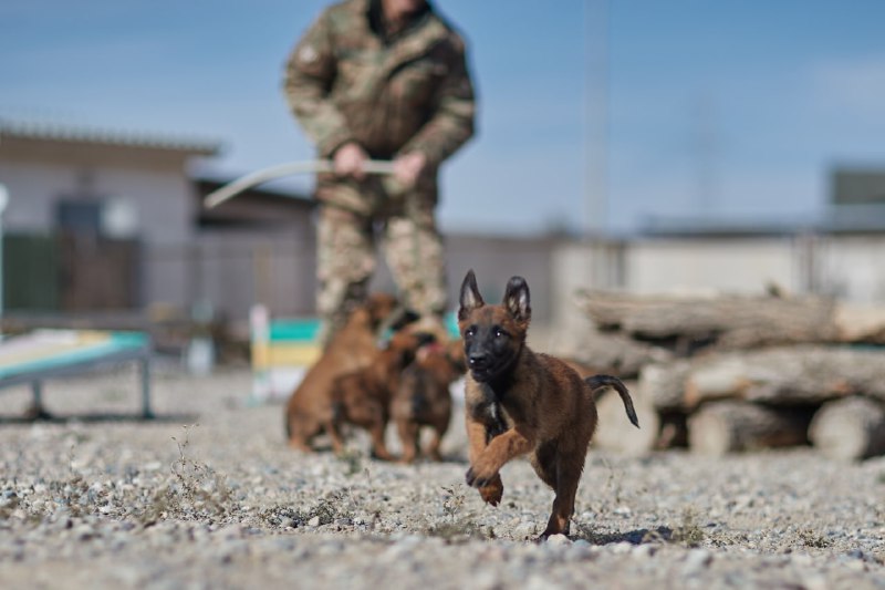Ұлттық ұланда асыл тұқымды қызметтік иттердің қатары артып келеді