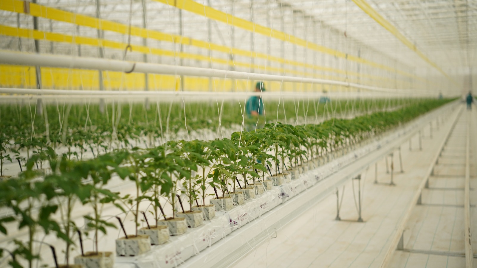 «Ecoculture-Eurasia» жылыжай кешені жылына 27 000 тонна өнім алуды жоспарлап отыр