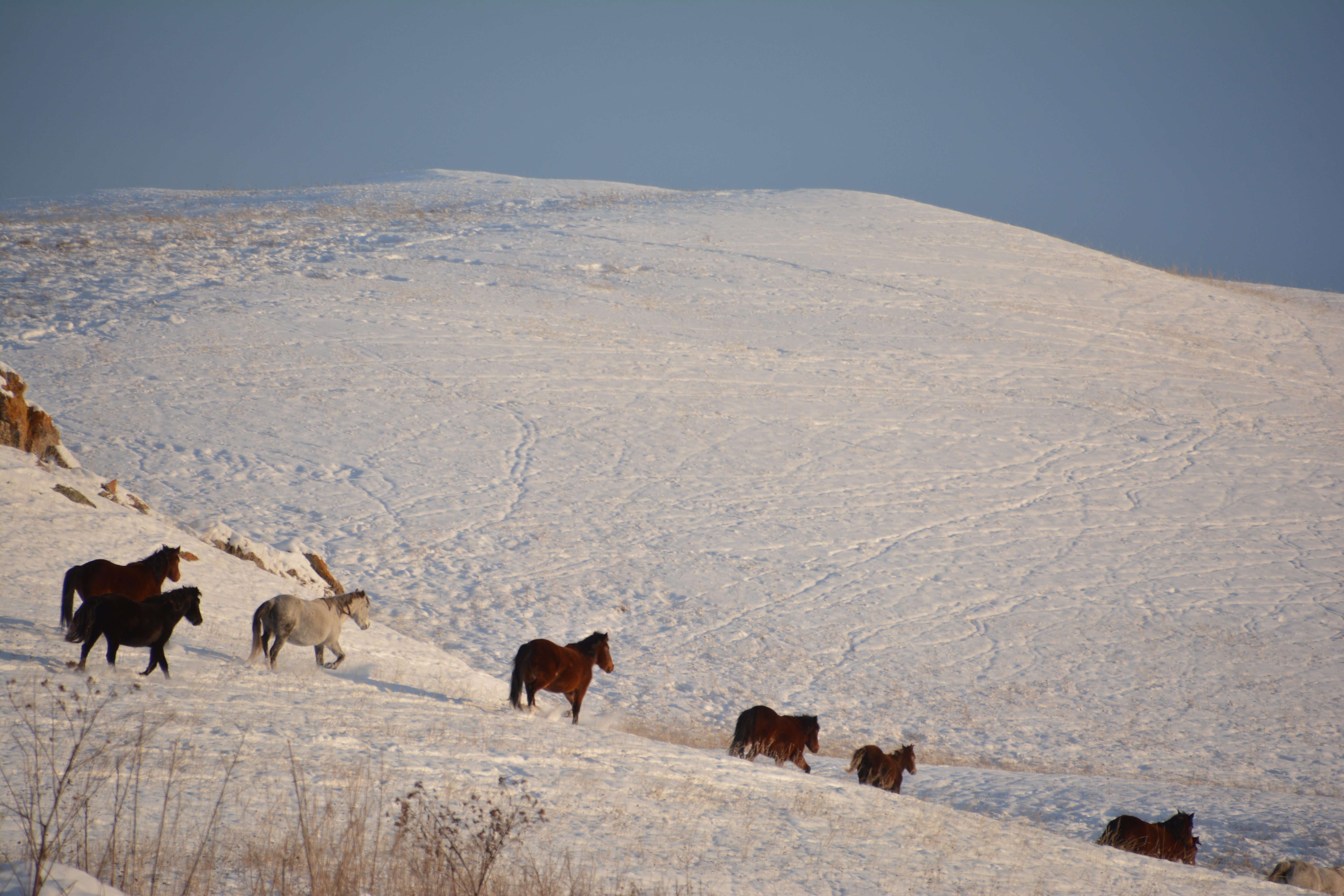 ШҚО полицейлері мал ұрлығын ізін суытпай ашты