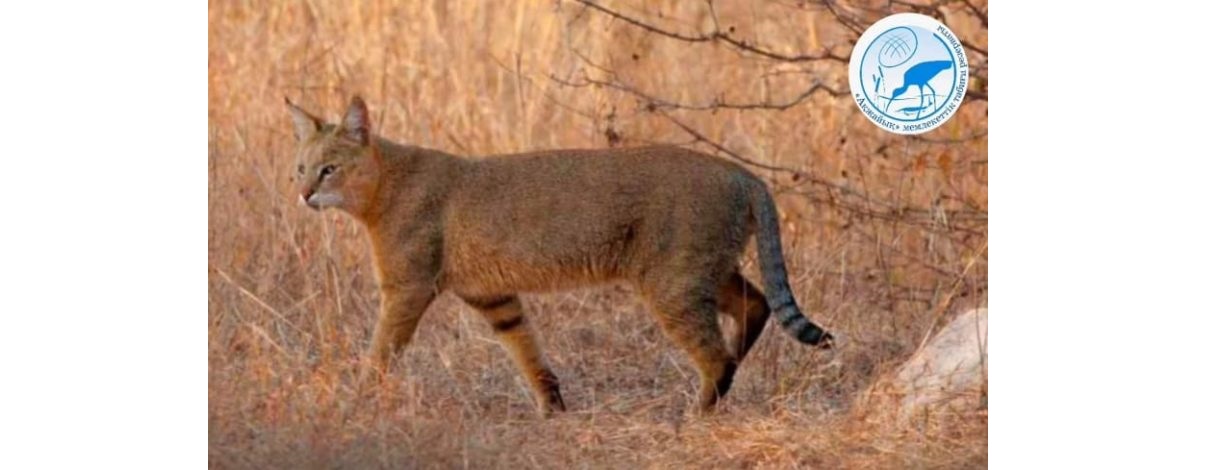 Резерватта мәлін жүр