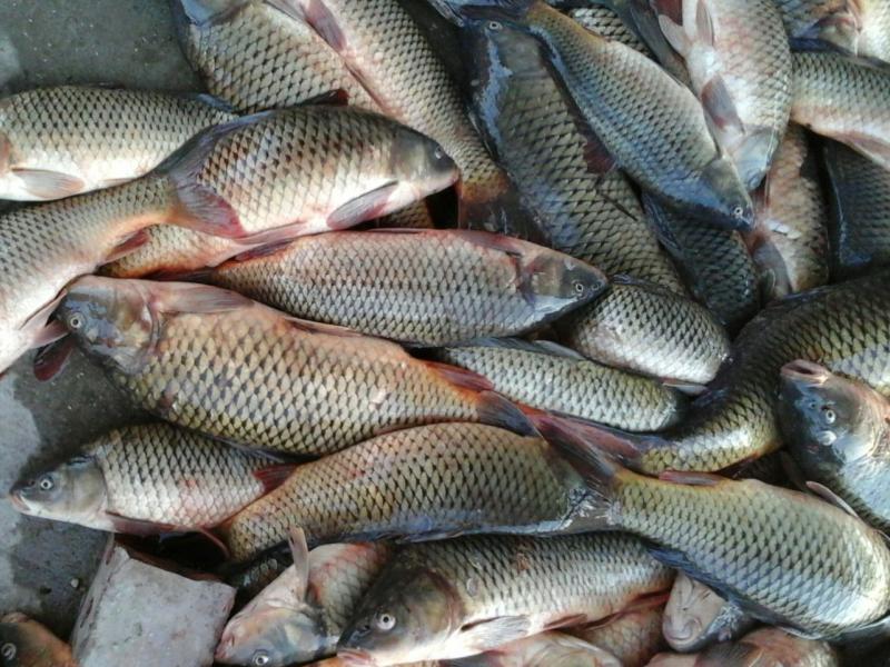 Балық шаруашылығының бәсі қандай?