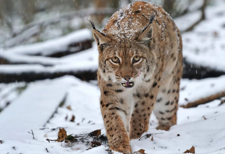 Сирек кездесетін жыртқыш бейнежазбаға ілінген