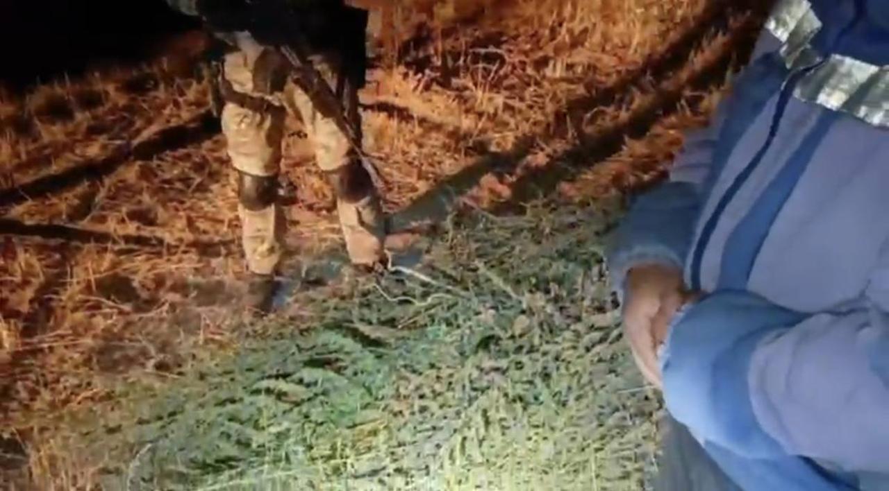 Марихуана жинаған тұрғын ұсталды